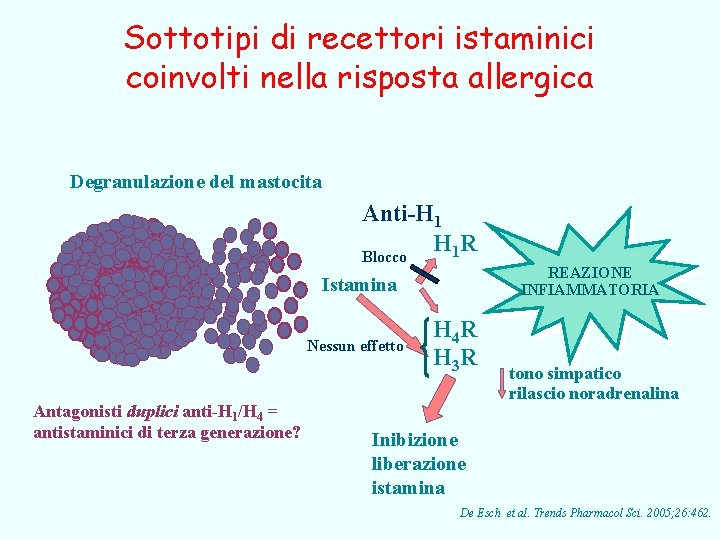 Sottotipi di recettori istaminici coinvolti nella risposta allergica Degranulazione del mastocita Anti-H 1 H