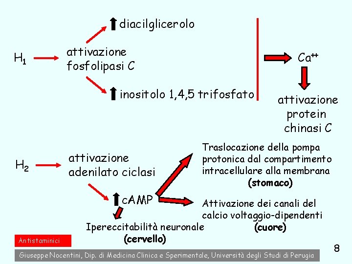 diacilglicerolo H 1 attivazione fosfolipasi C Ca++ inositolo 1, 4, 5 trifosfato H 2