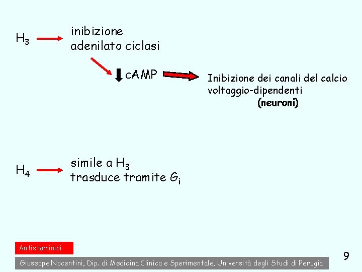 H 3 inibizione adenilato ciclasi c. AMP H 4 Inibizione dei canali del calcio