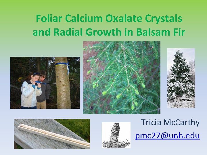 Foliar Calcium Oxalate Crystals and Radial Growth in Balsam Fir Tricia Mc. Carthy pmc