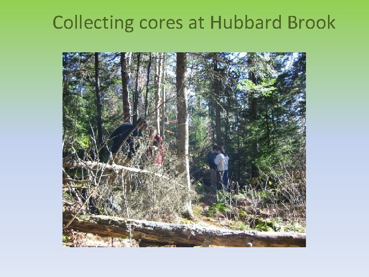 Collecting cores at Hubbard Brook 