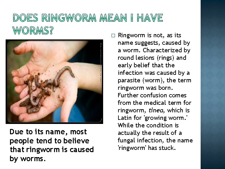 � Due to its name, most people tend to believe that ringworm is caused � Due to its name, most people tend to believe that ringworm is caused