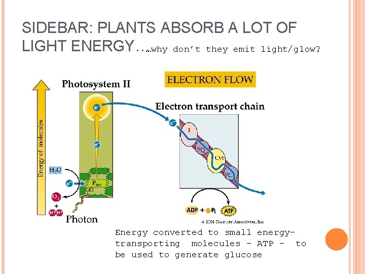 SIDEBAR: PLANTS ABSORB A LOT OF LIGHT ENERGY……why don’t they emit light/glow? Energy converted