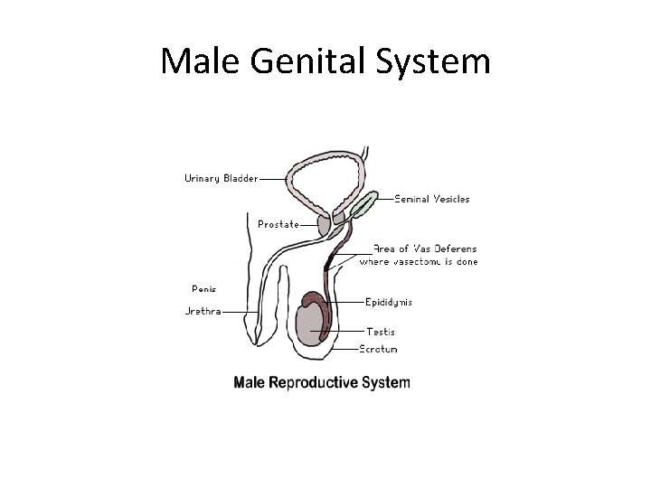 Male Genital System 