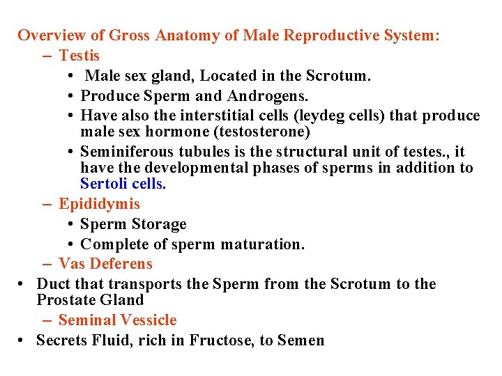 Overview of Gross Anatomy of Male Reproductive System: – Testis • Male sex gland,