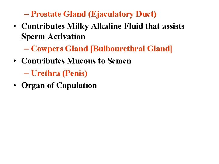 – Prostate Gland (Ejaculatory Duct) • Contributes Milky Alkaline Fluid that assists Sperm Activation