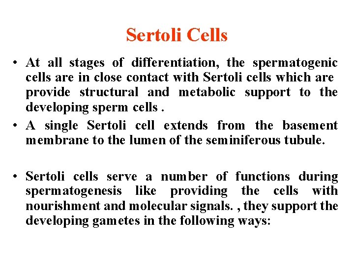 Sertoli Cells • At all stages of differentiation, the spermatogenic cells are in close