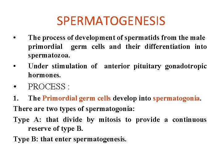 SPERMATOGENESIS • • • The process of development of spermatids from the male primordial