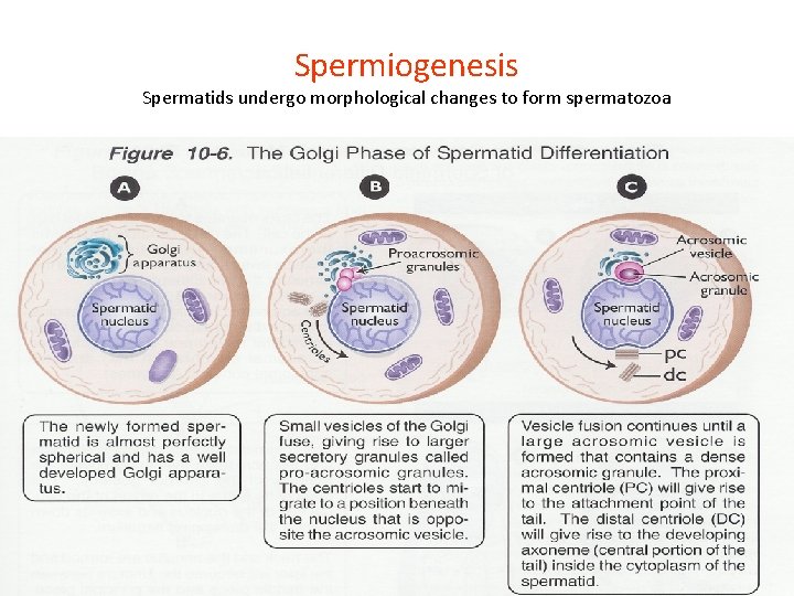 Spermiogenesis Spermatids undergo morphological changes to form spermatozoa 