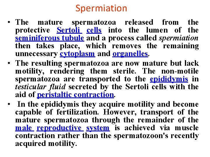 Spermiation • The mature spermatozoa released from the protective Sertoli cells into the lumen