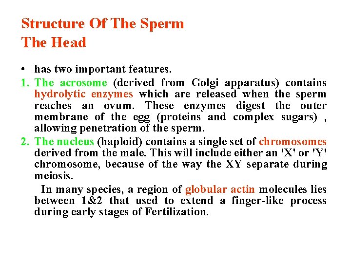 Structure Of The Sperm The Head • has two important features. 1. The acrosome
