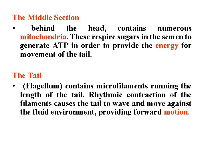 The Middle Section • behind the head, contains numerous mitochondria. These respire sugars in