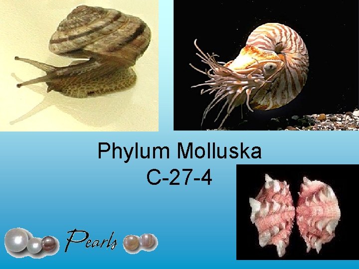 Phylum Molluska C-27 -4 Phylum Molluska C-27 -4