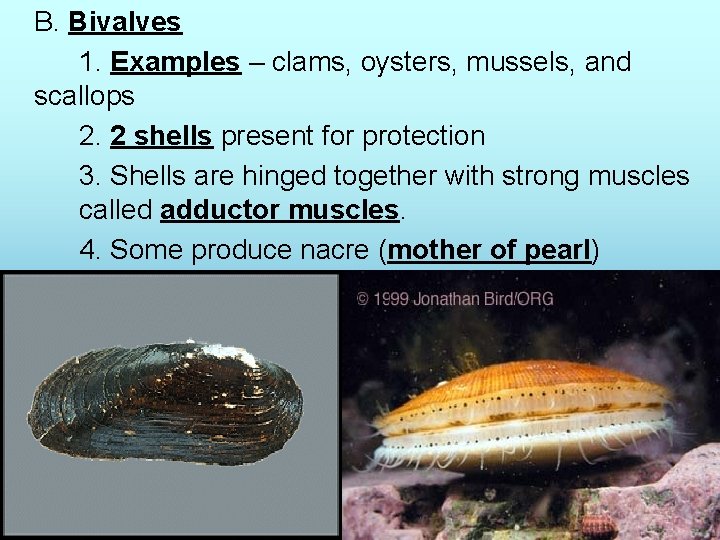 B. Bivalves 1. Examples – clams, oysters, mussels, and scallops 2. 2 shells present B. Bivalves 1. Examples – clams, oysters, mussels, and scallops 2. 2 shells present