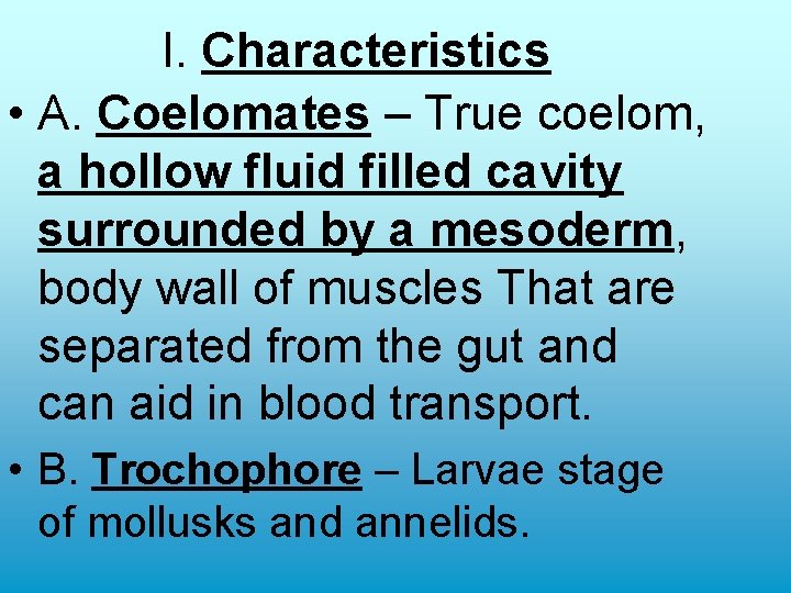I. Characteristics • A. Coelomates – True coelom, a hollow fluid filled cavity surrounded I. Characteristics • A. Coelomates – True coelom, a hollow fluid filled cavity surrounded