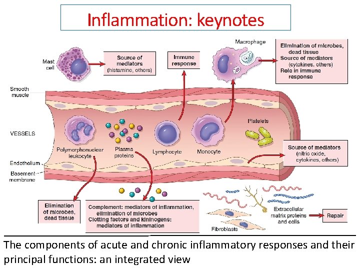 Inflammation: keynotes The components of acute and chronic inflammatory responses and their principal functions: