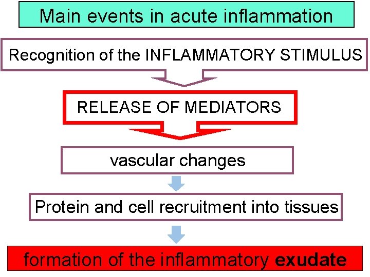 Main events in acute inflammation Recognition of the INFLAMMATORY STIMULUS RELEASE OF MEDIATORS vascular