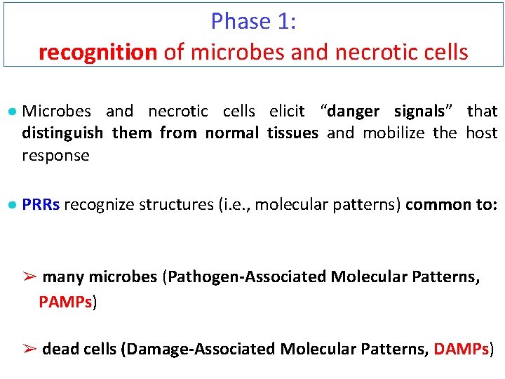 Phase 1: recognition of microbes and necrotic cells ● Microbes and necrotic cells elicit