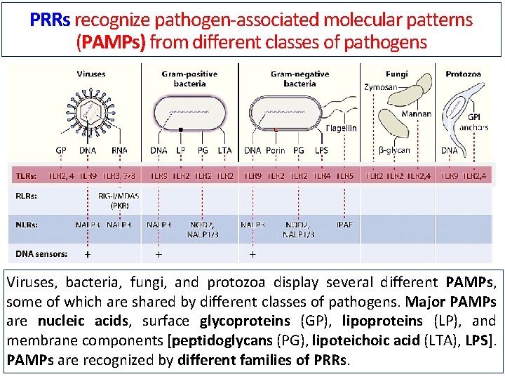 PRRs recognize pathogen-associated molecular patterns (PAMPs) from different classes of pathogens Viruses, bacteria, fungi,