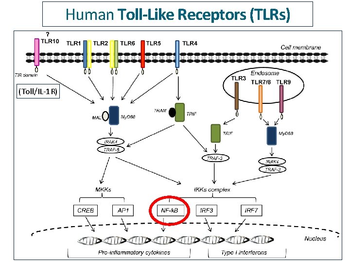 Human Toll-Like Receptors (TLRs) (Toll/IL-1 R) 
