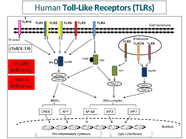 Human Toll-Like Receptors (TLRs) (Toll/IL-1 R) My. D 88 deficiency IRAK-4 deficiency 