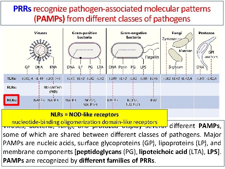 PRRs recognize pathogen-associated molecular patterns (PAMPs) from different classes of pathogens NLRs = NOD-like