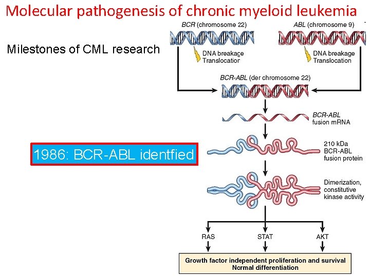 Molecular pathogenesis of chronic myeloid leukemia Milestones of CML research 1845: CML described 1960: