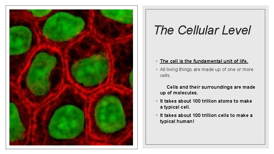 The Cellular Level ◦ The cell is the fundamental unit of life. ◦ All