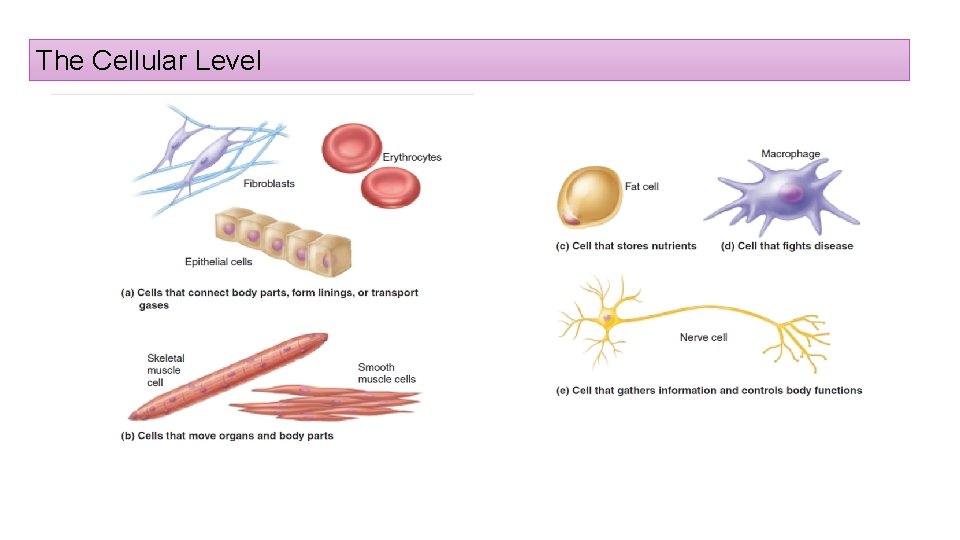 The Cellular Level 