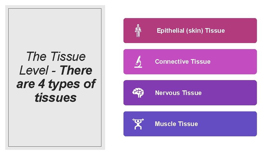 Epithelial (skin) Tissue The Tissue Level - There are 4 types of tissues Connective