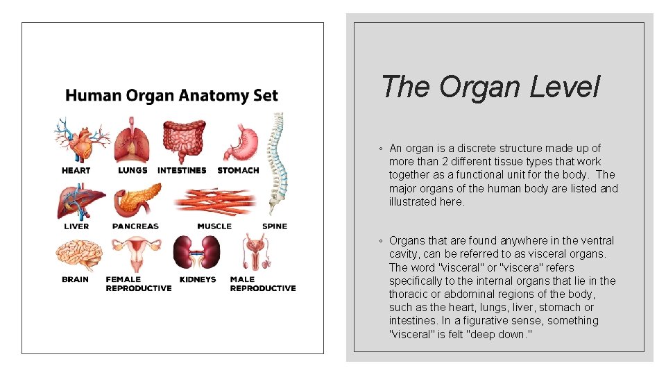 The Organ Level ◦ An organ is a discrete structure made up of more