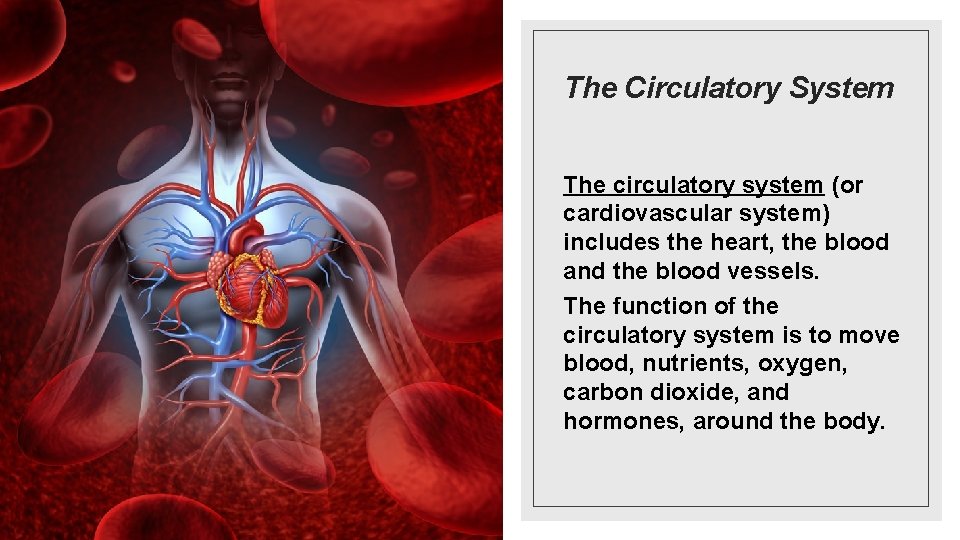 The Circulatory System The circulatory system (or cardiovascular system) includes the heart, the blood