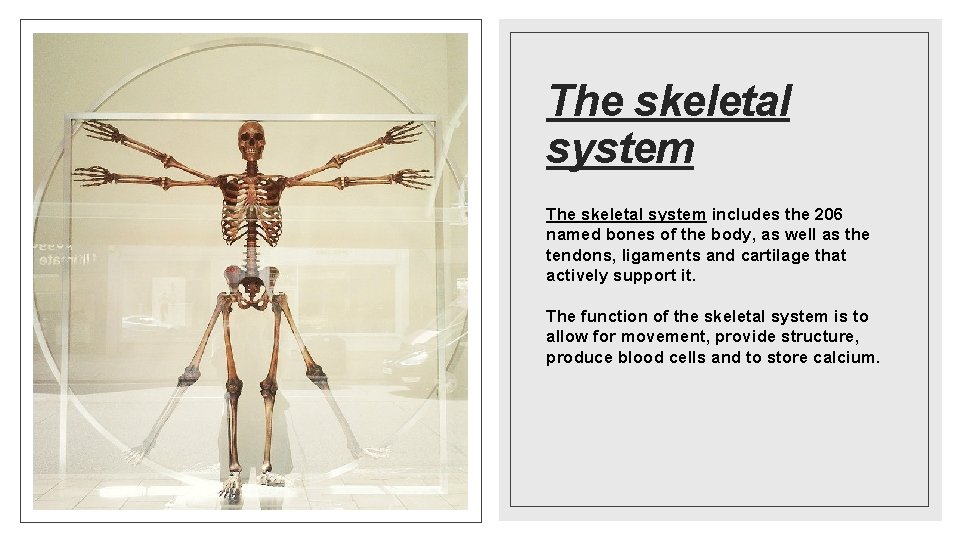 The skeletal system includes the 206 named bones of the body, as well as