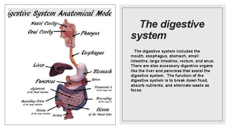 The digestive system includes the mouth, esophagus, stomach, small intestine, large intestine, rectum, and