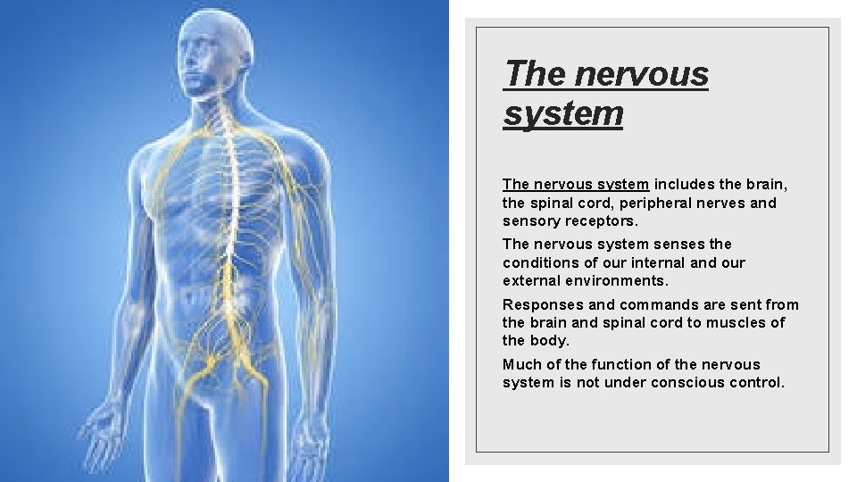 The nervous system includes the brain, the spinal cord, peripheral nerves and sensory receptors.