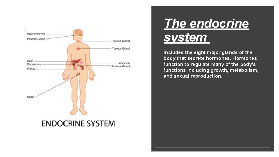 The endocrine system includes the eight major glands of the body that secrete hormones.