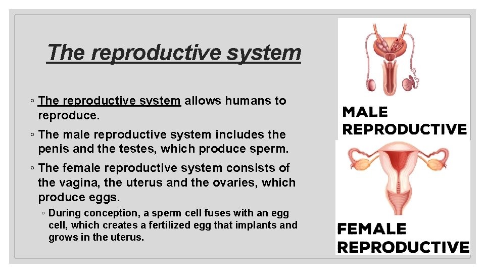 The reproductive system ◦ The reproductive system allows humans to reproduce. ◦ The male