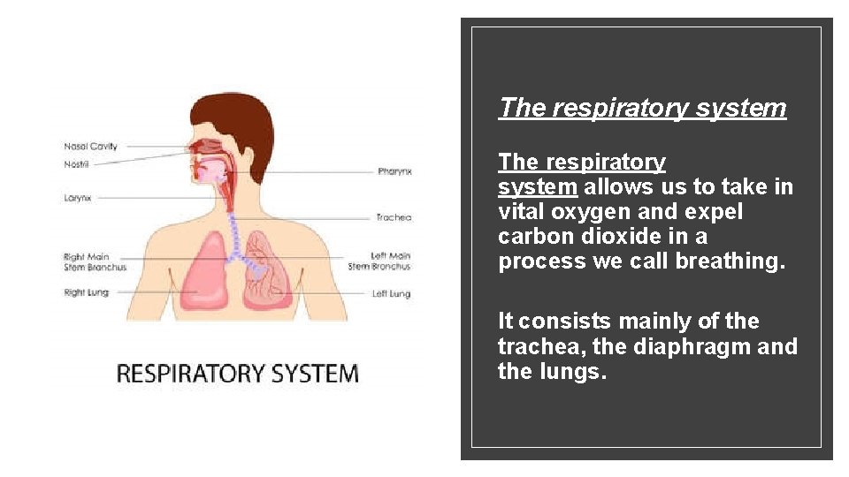 The respiratory system allows us to take in vital oxygen and expel carbon dioxide