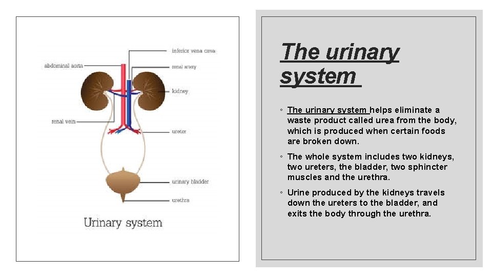 The urinary system ◦ The urinary system helps eliminate a waste product called urea