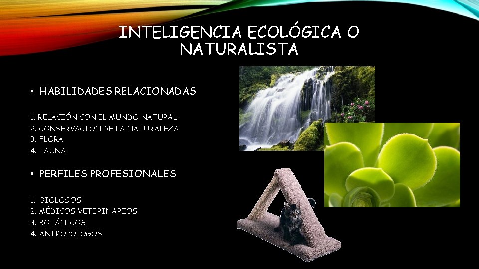 INTELIGENCIA ECOLÓGICA O NATURALISTA • HABILIDADES RELACIONADAS 1. RELACIÓN CON EL MUNDO NATURAL 2.