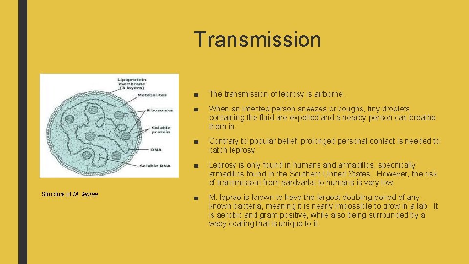 Transmission Structure of M. leprae ■ The transmission of leprosy is airborne. ■ When