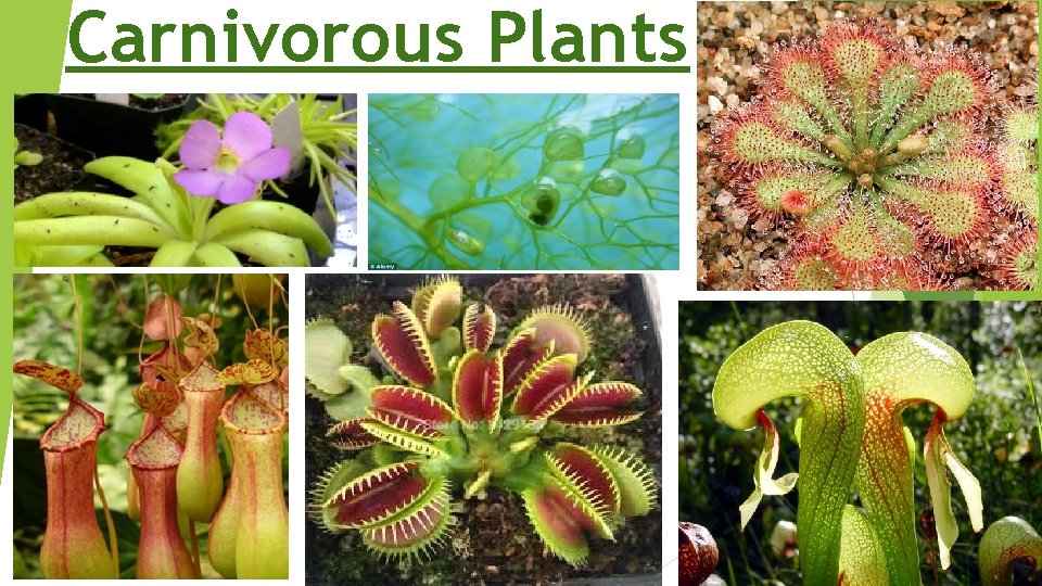 Carnivorous Plants 