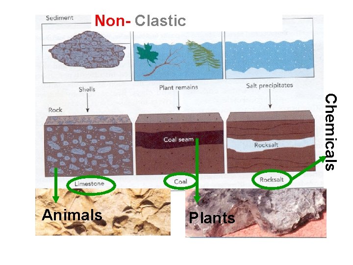 Non- Clastic Chemicals Animals Plants Non- Clastic Chemicals Animals Plants