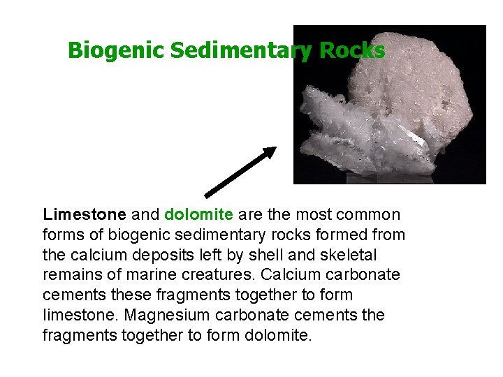 Biogenic Sedimentary Rocks Limestone and dolomite are the most common forms of biogenic sedimentary Biogenic Sedimentary Rocks Limestone and dolomite are the most common forms of biogenic sedimentary