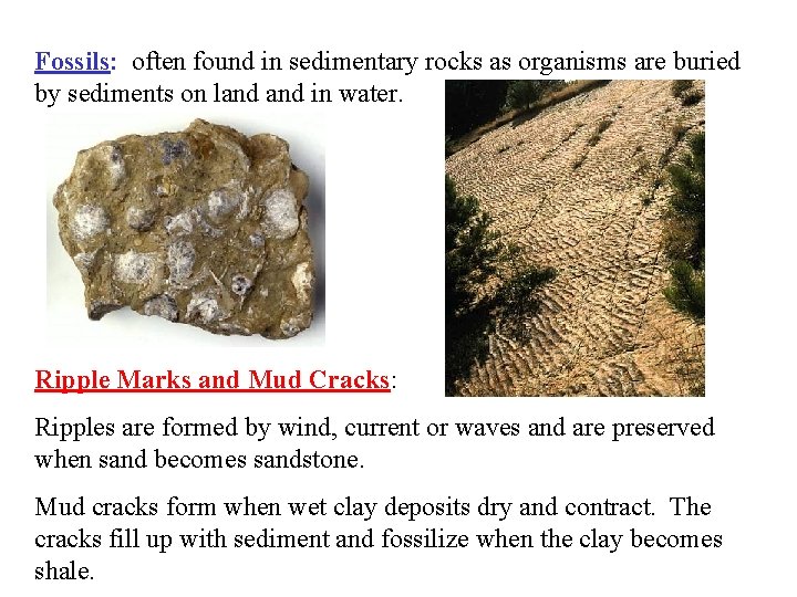 Fossils: often found in sedimentary rocks as organisms are buried by sediments on land Fossils: often found in sedimentary rocks as organisms are buried by sediments on land