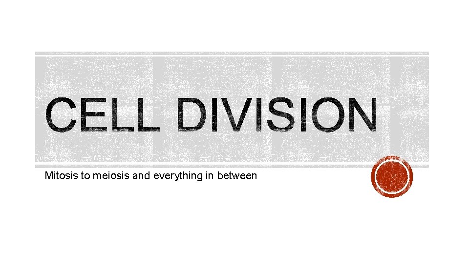 Mitosis to meiosis and everything in between 