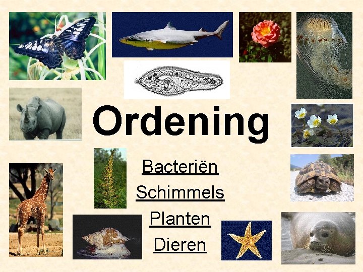 Ordening Bacteriën Schimmels Planten Dieren 