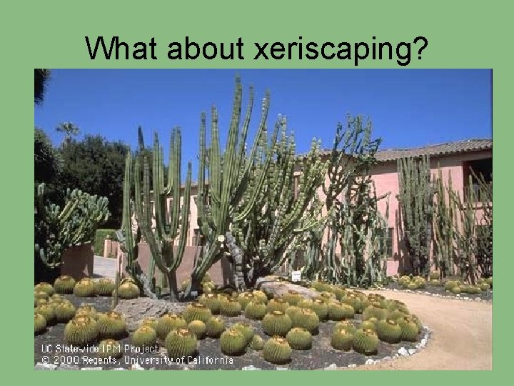 What about xeriscaping? 