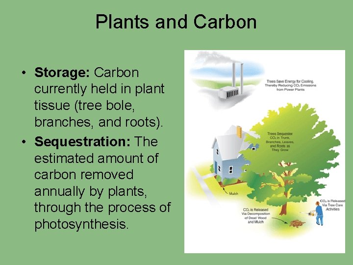 Plants and Carbon • Storage: Carbon currently held in plant tissue (tree bole, branches,