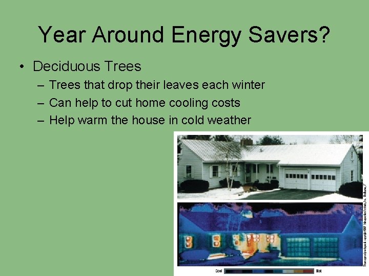 Year Around Energy Savers? • Deciduous Trees – Trees that drop their leaves each